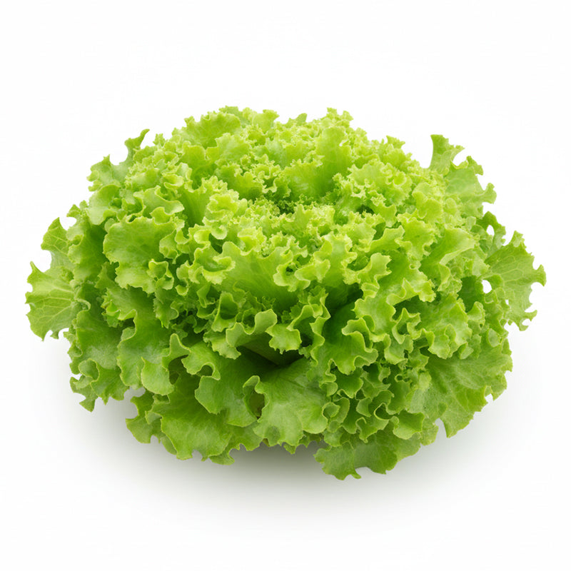 Salade Batavia – Pack de 12 Fruits & Légumes