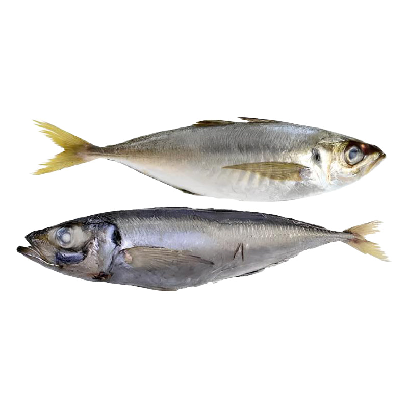 Chinchar 500/900 20Kg Vrac Carton – Poisson