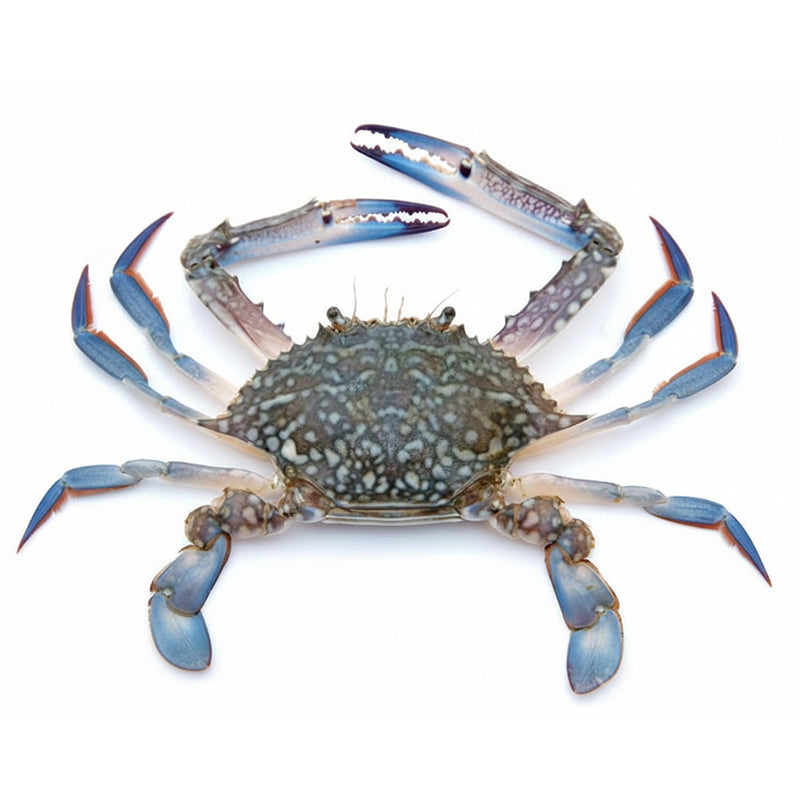 Crabe Bleu Coupé 600g Chine Promo – Pack de 12 Crabe
