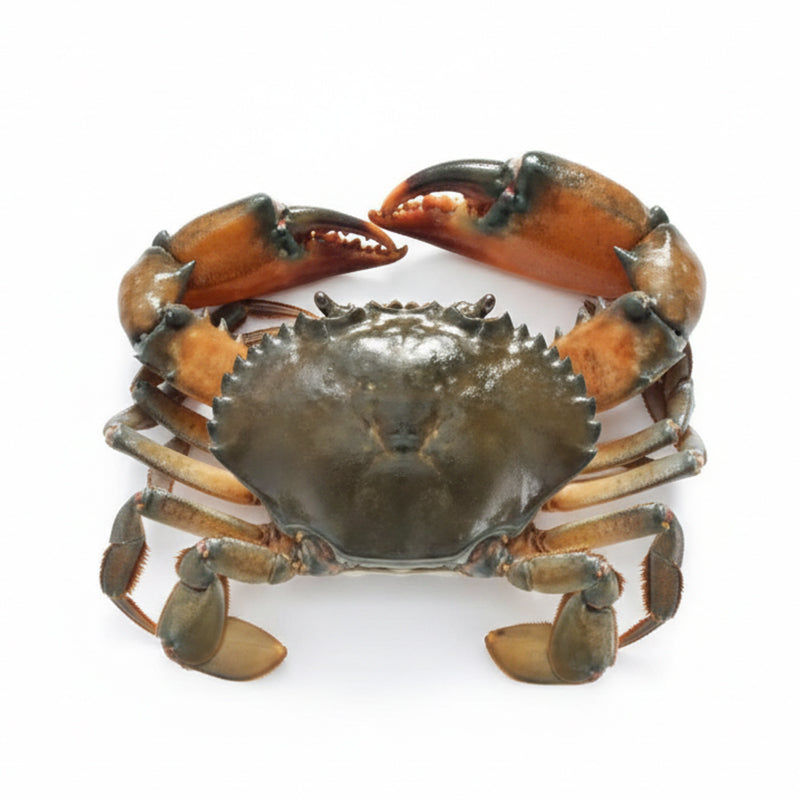 Crabe Madagascar M 1kg – Pack de 12 Crabe