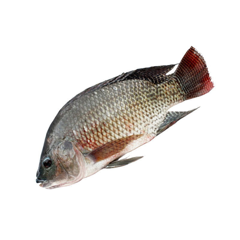 Pangasius Entier 500/800 – Poisson