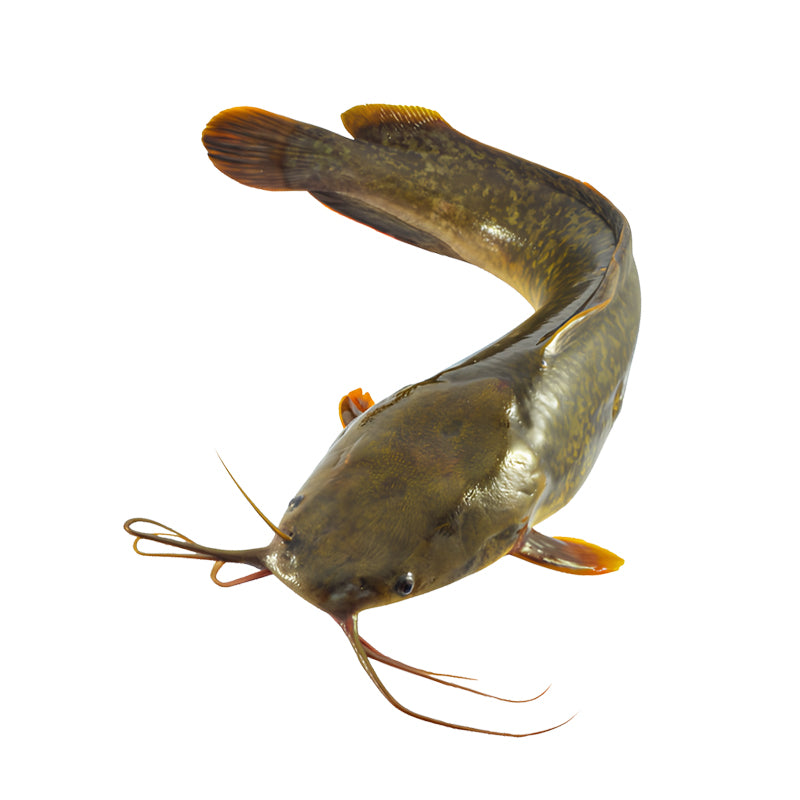 Poisson Chat 500/800 3.2Kg Net – Poisson