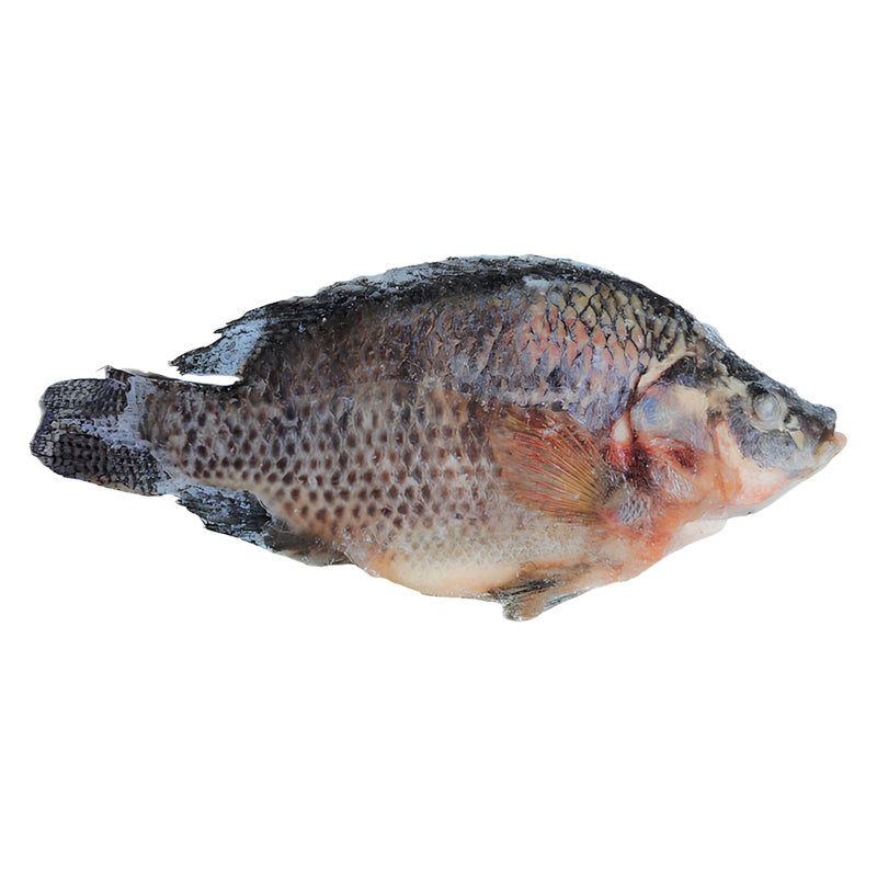 Tilapia 800 / 1000 – Poisson