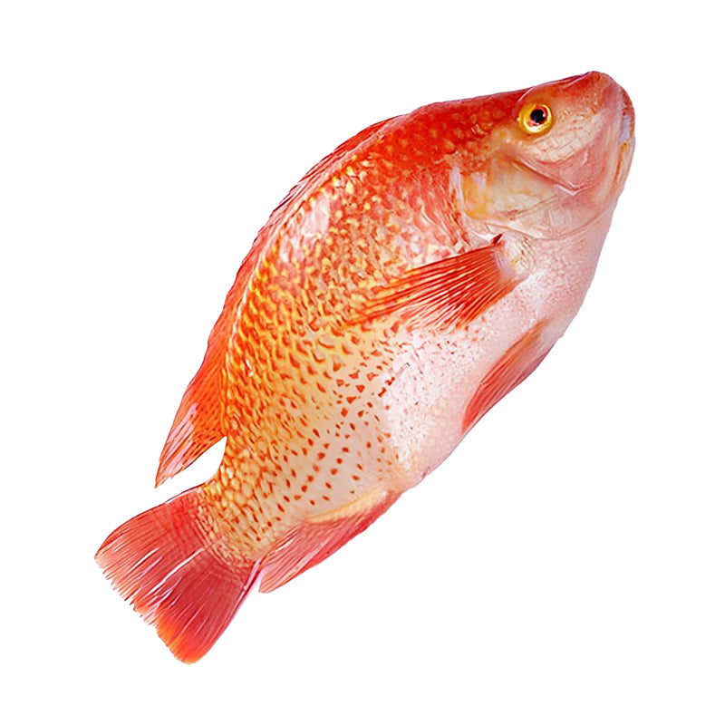 Tilapia Rouge 600/800 – Poisson