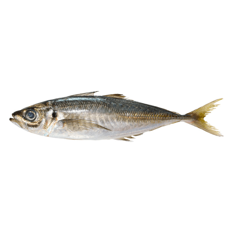 Chinchard Surgelé 10 kg Vrac – Colis Bleu, Calibre 300/500 g