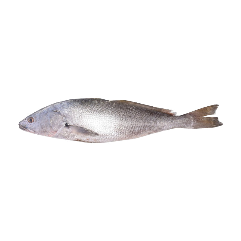 Courbine Nanka du Sénégal 600/800 – Poisson Surgelé en Vrac 5 kg