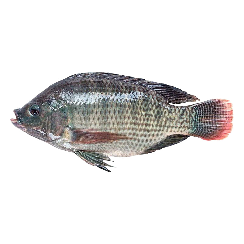 Tilapia Surgelé 600/800 – Offre Promotionnelle