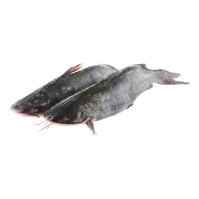 Poisson Chat Coupé d’Indonésie 500/600 g