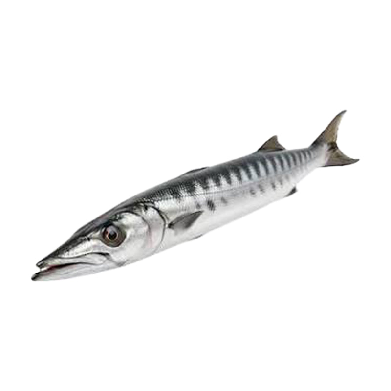 Barracuda Entier 1000/2000 (CT10kg) – Poisson Surgelé Entier | Carton de 10kg