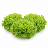 Salade Batavia – Pack de 12 Fruits & Légumes