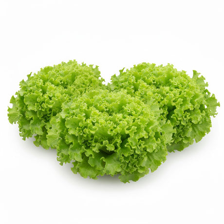 Salade Batavia – Pack de 12 Fruits & Légumes