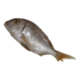 Dorade G/V 500/700 Argentine 5Kg – Poisson