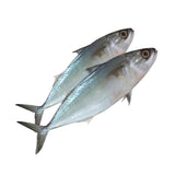 Indian Macker El 10 x 1Kg – Poisson