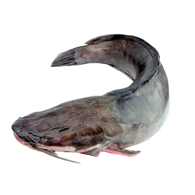 Machoiron 500/1000 Ikagel 12Kg – Poisson