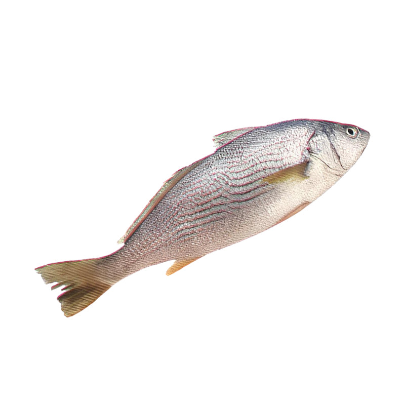 Ombrine G/V Argentine 400/800 2 x 2.5 – Poisson