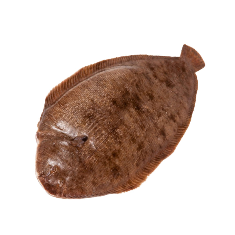 Sole Entier 400/600 – 10Kg – Poisson