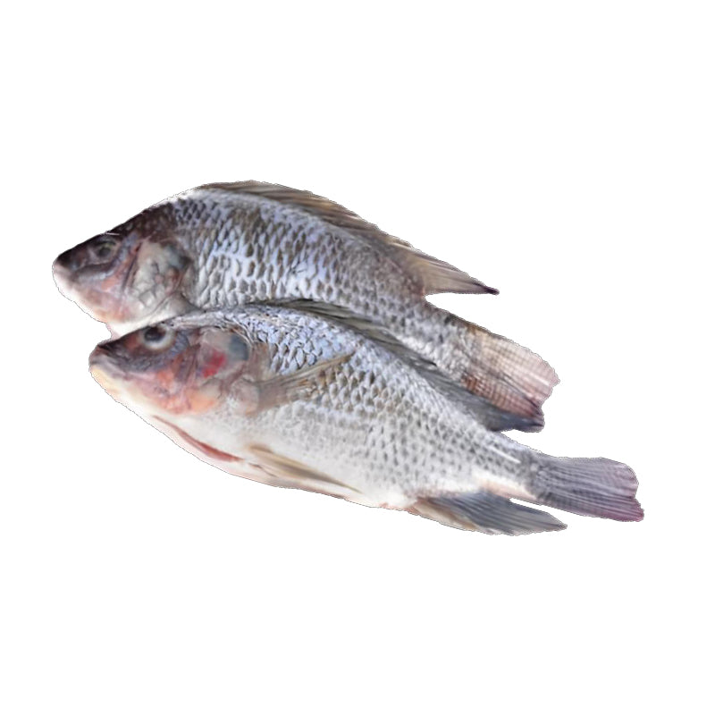 Tilapia 10Kg 1600+ – Poisson