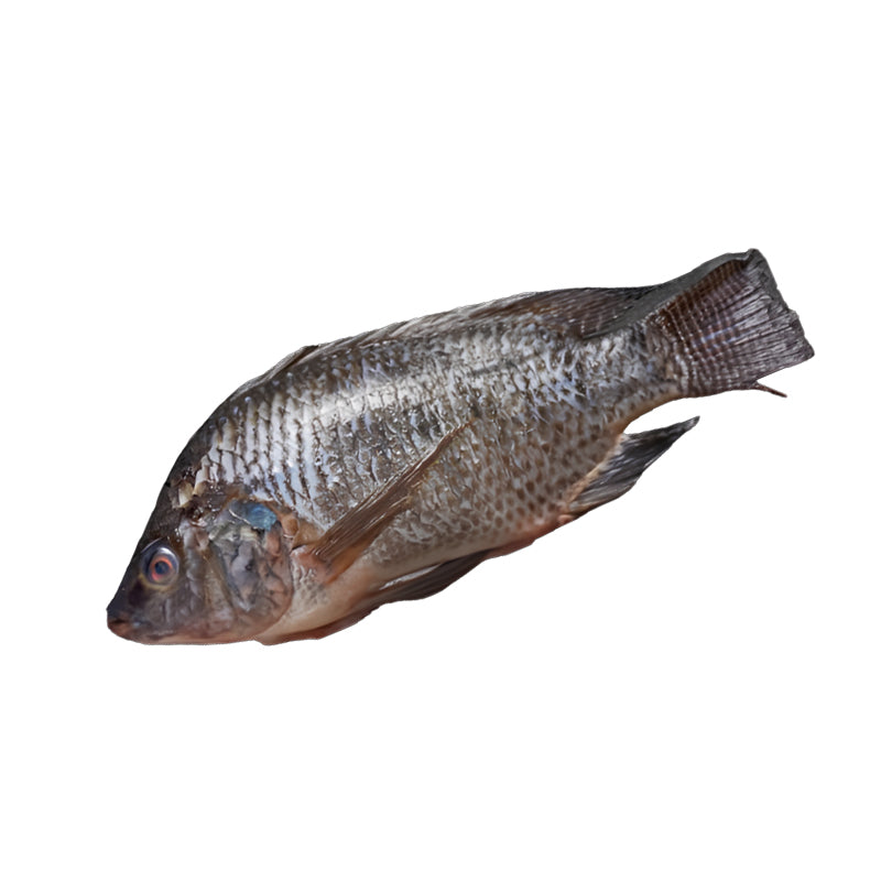 Tilapia 600/800 E x otica Promo – Poisson