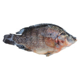 Tilapia 800 / 1000 – Poisson