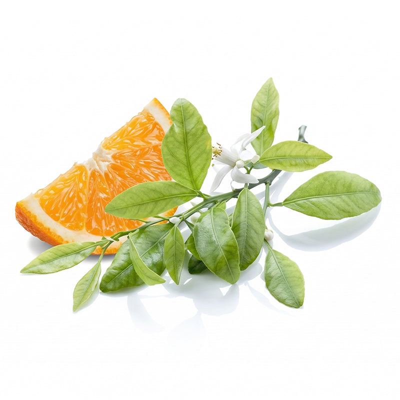Oranges à Feuille Carton de 10 kg (Espagne)