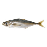 Chinchard Surgelé 10 kg Vrac – Colis Bleu, Calibre 300/500 g