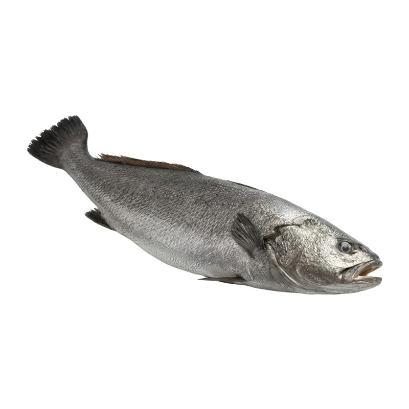 Courbine du Sénégal 400/600 – Poisson Surgelé 5 kg Mano