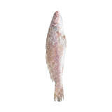 Courbine Sénégalaise G/V Ikagel 300/500 – Poisson Surgelé 10 kg