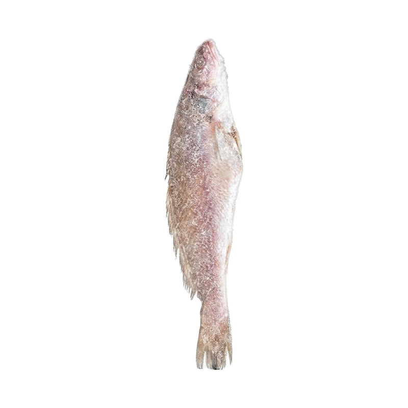 Courbine Sénégalaise G/V Ikagel 300/500 – Poisson Surgelé 5 kg