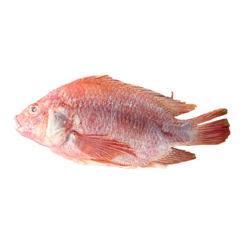 Tilapia Rouge Surgelé 500/700 g