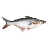 Pangasius Entier (Malangua) Surgelé 500/800 g – 3,2 kg Promo