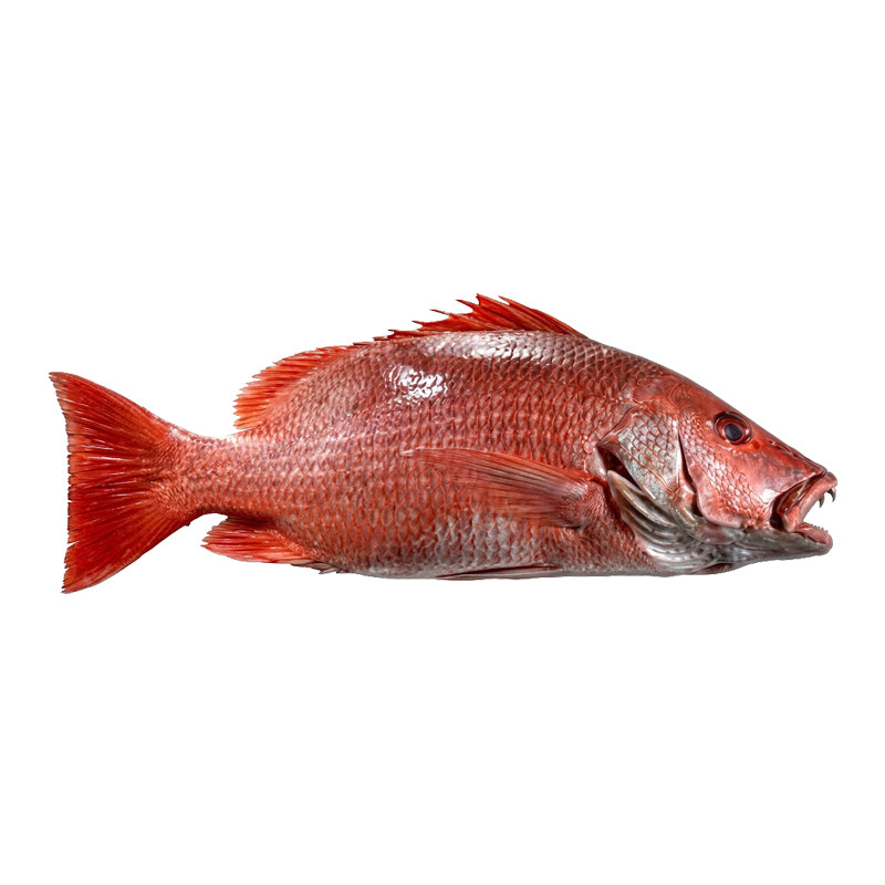 Vivaneau Entier Surgelé 2 kg × 5 en Sachet Mano