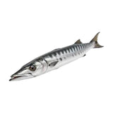 Barracuda Entier 1000/2000 (CT10kg) – Poisson Surgelé Entier | Carton de 10kg